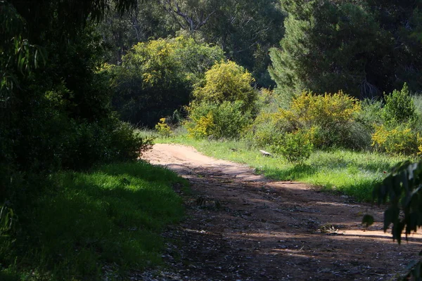 Skog Motorväg Bergen Norra Delen Staten Israel — Stockfoto