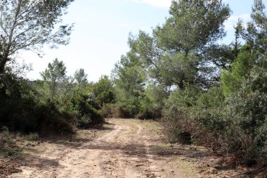 Orman, İsrail devletinin kuzeyindeki dağlarda otoyol. 