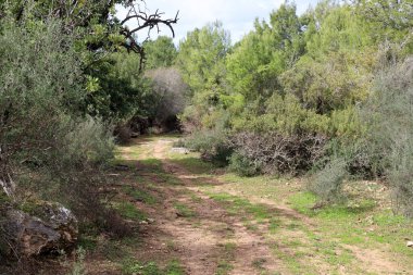 Orman, İsrail devletinin kuzeyindeki dağlarda otoyol. 