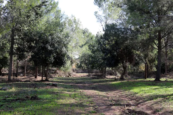 Bosque Carretera Las Montañas Norte Del Estado Israel —  Fotos de Stock