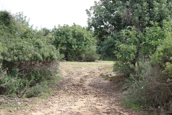 Wald Autobahn Den Bergen Norden Des Staates Israel — Stockfoto