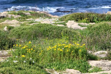 Kuzey İsrail 'deki Akdeniz kıyılarındaki bir şehir parkında kasımpatı çiçek açtı. 