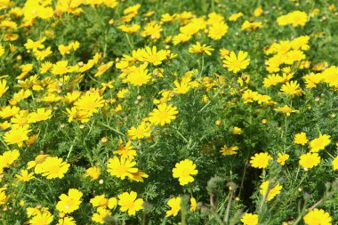 Kuzey İsrail 'deki Akdeniz kıyılarındaki bir şehir parkında kasımpatı çiçek açtı. 