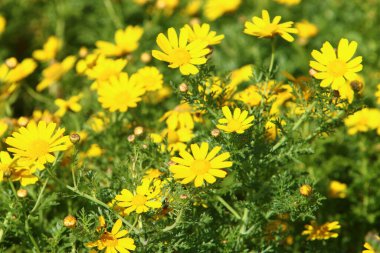 Kuzey İsrail 'deki Akdeniz kıyılarındaki bir şehir parkında kasımpatı çiçek açtı. 