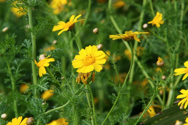 Krysantemum Blommar Stadspark Vid Medelhavets Stränder Norra Israel — Stockfoto