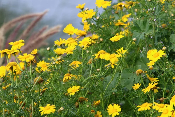 Krysantemum Blommar Stadspark Vid Medelhavets Stränder Norra Israel — Stockfoto