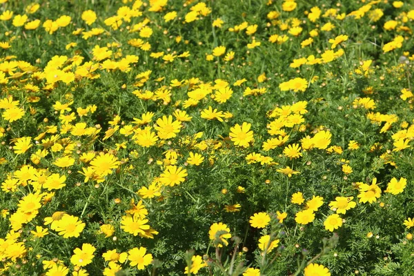 Crisântemo Floresce Parque Cidade Nas Margens Mar Mediterrâneo Norte Israel — Fotografia de Stock