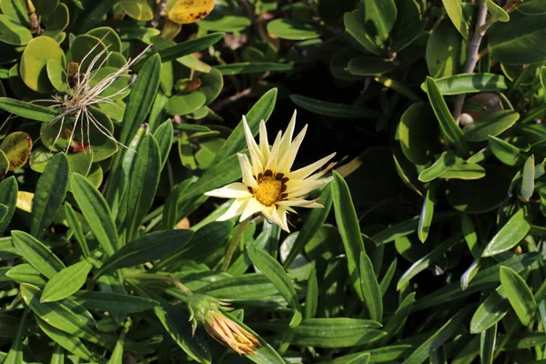 Kuzey İsrail 'deki Akdeniz kıyılarındaki bir şehir parkında kasımpatı çiçek açtı. 