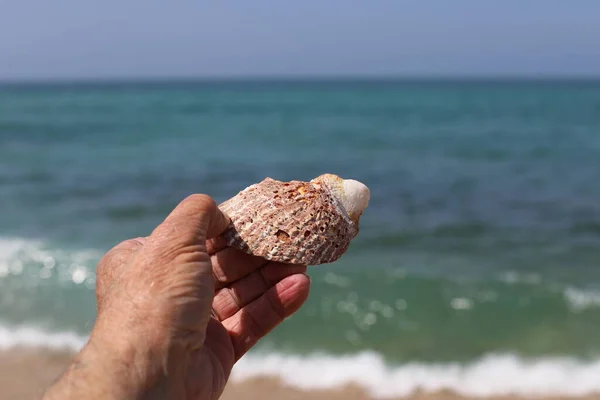 Stones Lie City Park Shores Mediterranean Sea Northern Israel — Stock Photo, Image