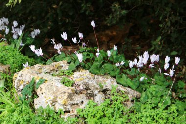 İsrail 'in kuzeyinde Akdeniz kıyısındaki bir şehir parkında taşlar var. 