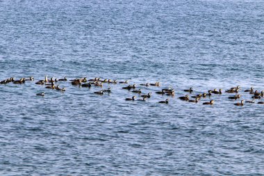 İsrail 'in kuzeyindeki Akdeniz kıyılarında karabataklar var. 