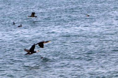 İsrail 'in kuzeyindeki Akdeniz kıyılarında karabataklar var. 