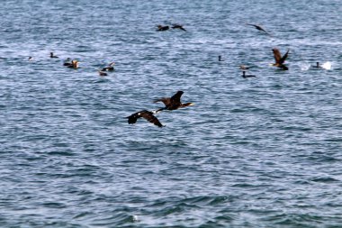 İsrail 'in kuzeyindeki Akdeniz kıyılarında karabataklar var. 