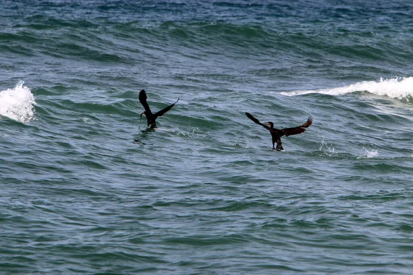 Cormoranes Están Sentados Las Orillas Del Mar Mediterráneo Norte Israel —  Fotos de Stock