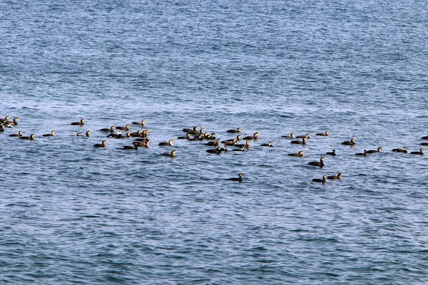 Kormorane Sitzen Ufer Des Mittelmeeres Norden Israels — Stockfoto