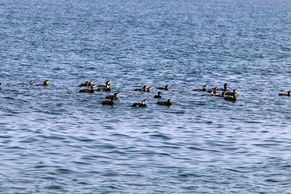 Cormorants Sitting Shores Mediterranean Sea North Israel — Stock Photo, Image