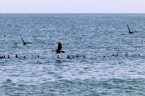 Cormoranes Están Sentados Las Orillas Del Mar Mediterráneo Norte Israel — Foto de Stock