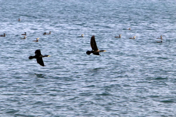 Cormoranes Están Sentados Las Orillas Del Mar Mediterráneo Norte Israel — Foto de Stock