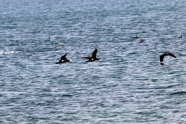 Corvos Marinhos Estão Sentados Nas Margens Mar Mediterrâneo Norte Israel — Fotografia de Stock