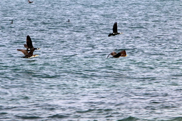 Cormoranes Están Sentados Las Orillas Del Mar Mediterráneo Norte Israel — Foto de Stock