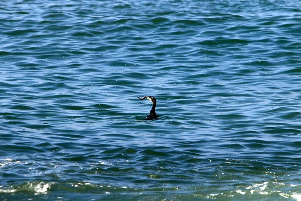 Cormorani Sono Seduti Sulle Rive Del Mar Mediterraneo Nel Nord — Foto Stock