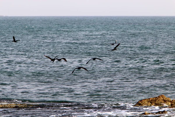 鵜はイスラエル北部の地中海沿岸に生息しています — ストック写真