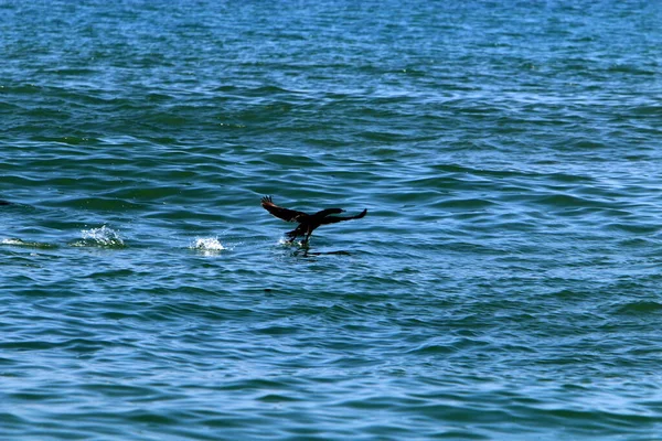 Cormorans Sont Assis Sur Les Rives Mer Méditerranée Dans Nord — Photo