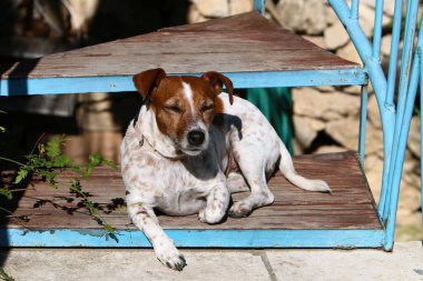 Akdeniz kıyısındaki bir şehir parkında yürüyüşe çıkan köpek Kuzey İsrail 'de 