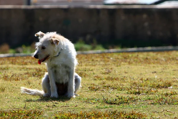 Perro Para Dar Paseo Parque Ciudad Orillas Del Mar Mediterráneo — Foto de Stock