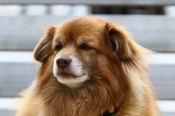 Akdeniz Kıyısındaki Bir Şehir Parkında Yürüyüşe Çıkan Köpek Kuzey Srail — Stok fotoğraf