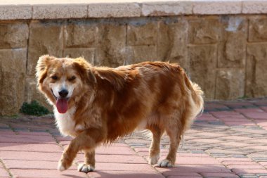 Akdeniz kıyısındaki bir şehir parkında yürüyüşe çıkan köpek Kuzey İsrail 'de 