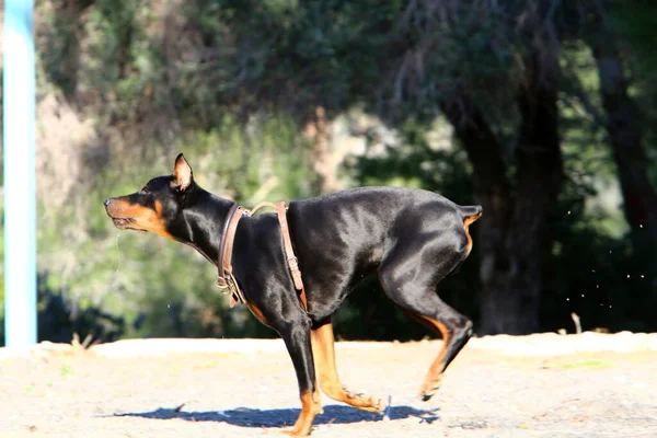 Cão Para Passeio Parque Cidade Nas Margens Mar Mediterrâneo Norte — Fotografia de Stock