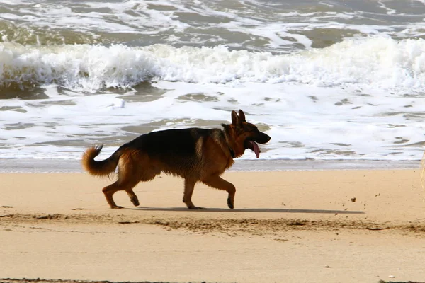 Dog Walk City Park Shores Mediterranean Sea Northern Israel — Stock Photo, Image