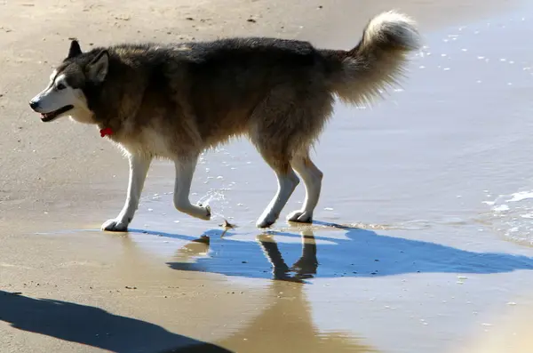 Perro Para Dar Paseo Parque Ciudad Orillas Del Mar Mediterráneo —  Fotos de Stock