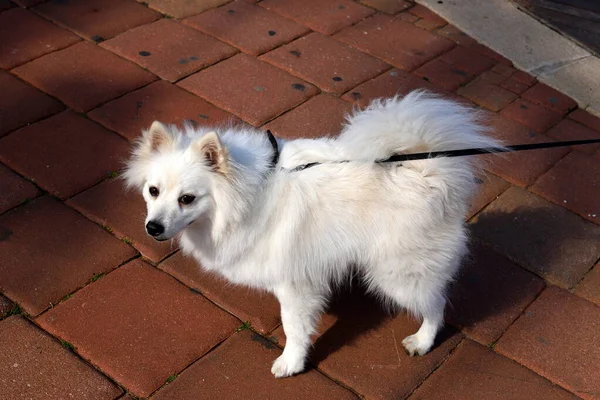 Hund Für Einen Spaziergang Einem Stadtpark Ufer Des Mittelmeers Norden — Stockfoto