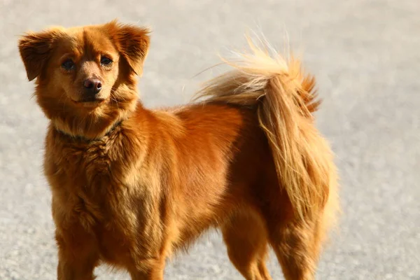 Hond Voor Een Wandeling Een Stadspark Aan Oevers Van Middellandse — Stockfoto