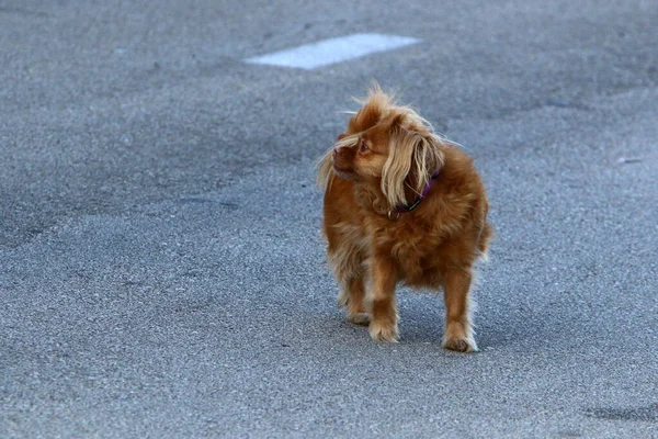 北イスラエルの地中海沿岸の都市公園を散歩する犬 — ストック写真