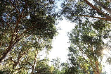 Güneş ışınları bulutları ve ağaç yapraklarını delip geçiyor. Virüsten kurtulmak için bize umut veriyor. 