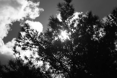 Güneş ışınları bulutları ve ağaç yapraklarını delip geçiyor. Virüsten kurtulmak için bize umut veriyor. 