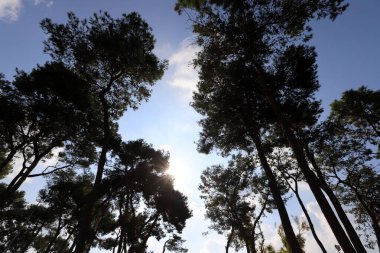 Güneş ışınları bulutları ve ağaç yapraklarını delip geçiyor. Virüsten kurtulmak için bize umut veriyor. 