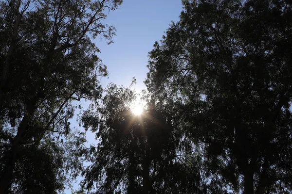 Raios Sol Rompem Nuvens Folhas Das Árvores Dão Nos Esperança — Fotografia de Stock