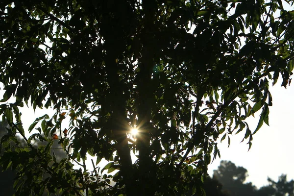 Raios Sol Rompem Nuvens Folhas Das Árvores Dão Nos Esperança — Fotografia de Stock