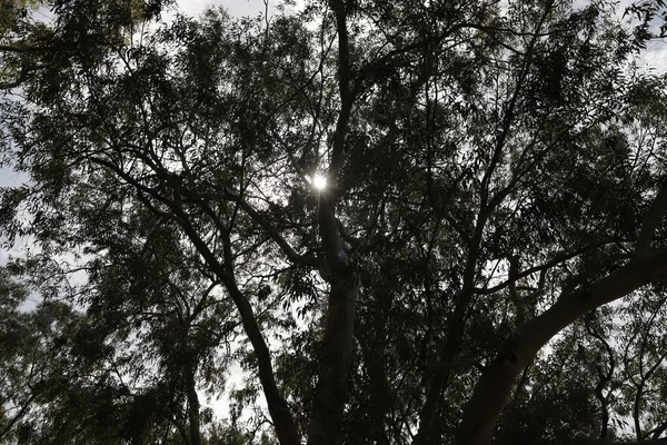 Sluneční Paprsky Pronikají Mraky Listy Stromů Dávají Nám Naději Toho — Stock fotografie