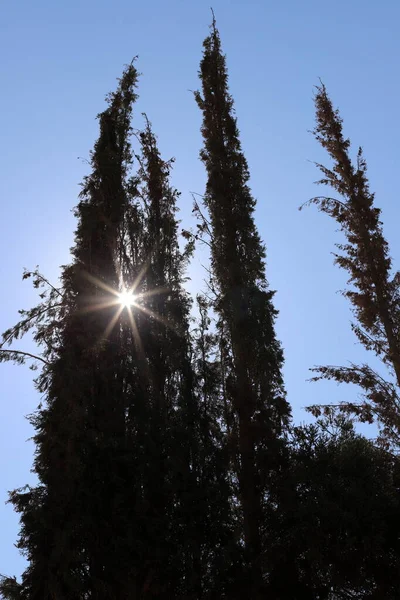 Сонячні Промені Прориваються Крізь Хмари Листя Дерев Вони Дають Нам — стокове фото