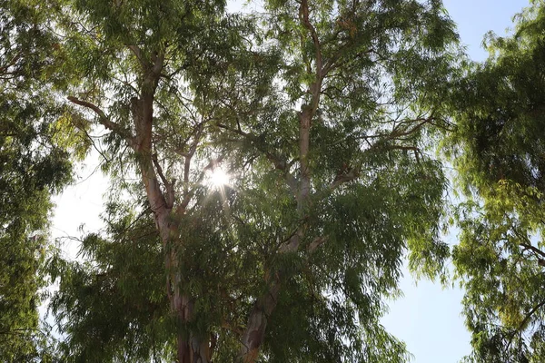 Sluneční Paprsky Pronikají Mraky Listy Stromů Dávají Nám Naději Toho — Stock fotografie