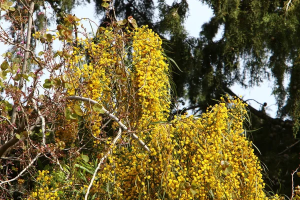 Época Floração Mimosa Acácia Parque Cidade Norte Israel — Fotografia de Stock