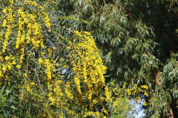 Época Floração Mimosa Acácia Parque Cidade Norte Israel — Fotografia de Stock