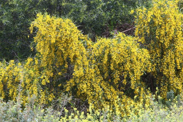 Sezon Înflorire Mimosa Acacia Într Parc Oraș Din Nordul Israelului — Fotografie, imagine de stoc