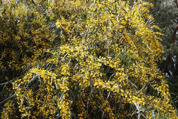 Época Floração Mimosa Acácia Parque Cidade Norte Israel — Fotografia de Stock