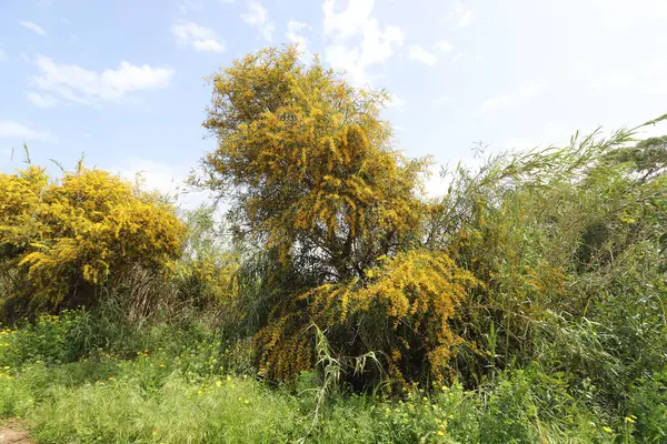 Época Floração Mimosa Acácia Parque Cidade Norte Israel — Fotografia de Stock